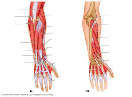 Leg muscles diagram muscle diagram lower leg muscles leg muscles anatomy anatomy bones muscle anatomy anatomy practice anatomy study medical muscles of upper extremity (posterior superficial view). 18 Muscle Arm Ideas Muscle Muscle Anatomy Body Anatomy