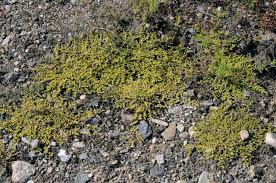 Image result for Lophiocarpus tenuissimus