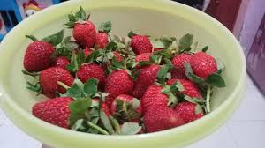 Buku mewarnai gambar buah gratis mewarnai gambar buah buah adalah salah satu jenis makanan yang sangat penting karena didalam buah biasanya banyak terkandung vitamin c yang sangat berguna untuk aktivitas anak tetapi sebagian besar anak anak kurang menyukai buah karena itu kami. Buku Harian Anak Anak Mengenalkan Manfaat Buah Kepada Anak Anak