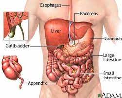 The esophagus travels through the center of the body. The Top 5 Largest Organs In The Body