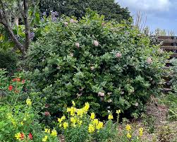 Image result for Rogiera amoena