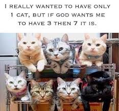 You Just Have To Say That You Re Fine Meme Compilation Satisfying Cat Meme Compilation To Get Us To The Weekend Quicker Cat Memes Cats Crazy Cats