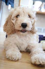 How Many Years Does A Cockapoo Live
