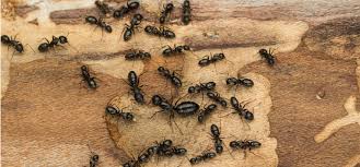 They are produced in the previous year and held over the winter in the nest for release the. Pest Control Spotlight Carpenter Ants Western Exterminator Pest Control Services Blog And Pest Control Articles