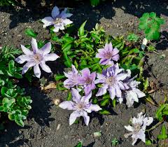 Nice low mounding clematis (2 feet). Clematis