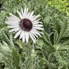 Image result for Berkheya speciosa