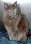8 Gray Cat Breeds - Longhair, Shorthair, Tabby & Bluish