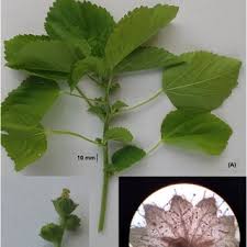 Image result for Acalypha lanceolata