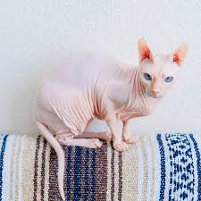 10 Cats That Don T Shed To Save Your Couch And Possibly Your Sinuses