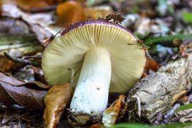 Image result for Pavetta crassipes