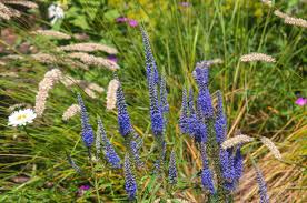 How to Grow Veronica Spicata (Spiked Speedwell)