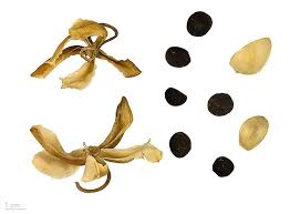 Image result for Merremia pterygocaulos