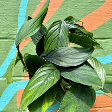 Image result for Xenostegia pinnata