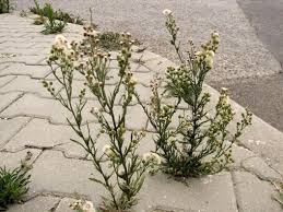 Image result for Conyza