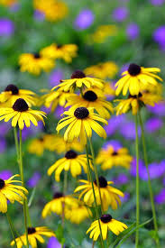 This proves that this magnificent plant is versatile and grows vigorously. How To Grow Black Eyed Susan Flowers Gardener S Path