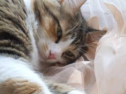 Kedi Miyavlamasi Sendromu Cri Du Chat Bilim Ve Tekno