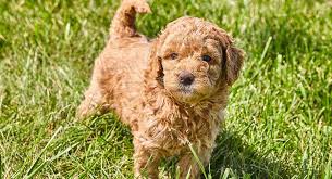 If you are looking for a breeder who can educate you further about the breed and help you find your new family member, you are in the right place. Mini Golden Doodle Puppies Luxury Puppies 2 U Long Island