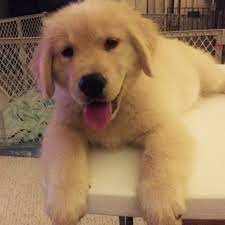 Browse thru our id verified puppy for sale listings to find your perfect puppy in your area. Wonderland S Golden Retrievers Melrose Florida Golden Retriever Puppies Golden Retrievers Breeders