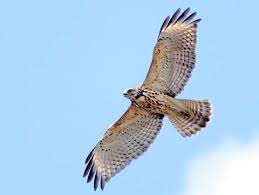 Documenting every species that currently breeds in minnesota and where in the state each species. Red Shouldered Hawk Identification All About Birds Cornell Lab Of Ornithology
