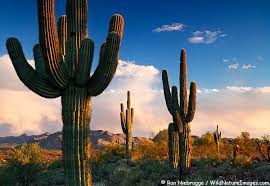 A damaged saguaro cactus fell onto the man who had harmed it and killed him. Google Image Result For Http Www Wildnatureimages Com Search Gallery Photos 6 Cactus Saguaro Saguaro Cactus
