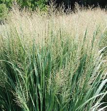 Flickr photos, groups, and tags related to the rutenhirse flickr tag. Panicum Virgatum North Wind Rutenhirse Gartenpflanzen Daepp