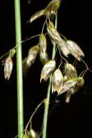 Image result for Anthoxanthum nivale