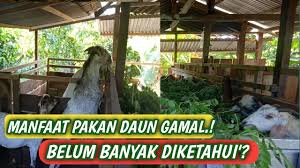 Cara mengatasi penyakit gudig pada kambing. Cara Masak Kulit Kambing Resepi Cara Masak Kari Kambing Pekat Youtube Tentu Hal Tersebut Menjadi Acuan Dulur Untuk Membenahi Cara Ternak Kambing
