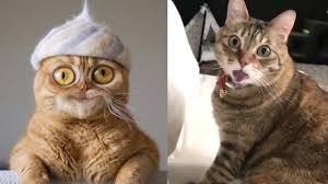 Mega lustige bilder zum totlachen. Lustige Videos Zum Totlachen Lustige Videos 2019 Lustig Compilation Vol 167 Funny Dutub Youtube