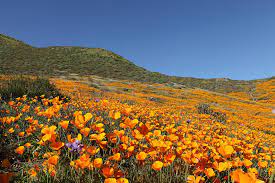 See all things to do. The Poppies Are Poppin Science Writing