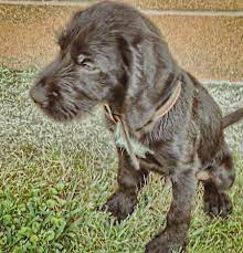 German wirehaired pointer mix puppies. German Wirehaired Lab Dog Breed Information And Pictures