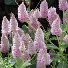 Ptilotus Joey Www Growplants Org Growing Ptilotus Joey Learn How To Grow Flores Jardines Plantas