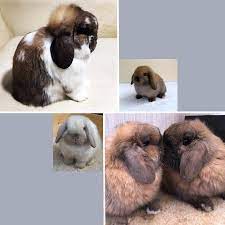 I kept the site running to help others. Holland Lop Rabbit Breed Lafeber Co Small Mammals