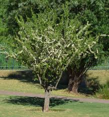 Image result for Gymnosporia buxifolia