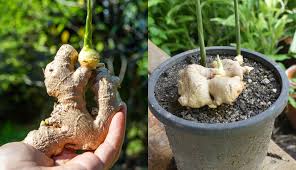 Check spelling or type a new query. How To Grow Ginger No Matter Where You Live