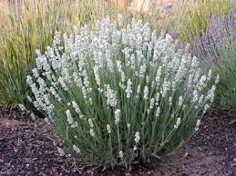 For The Farmette Lavender Plant Plants Habitat Garden