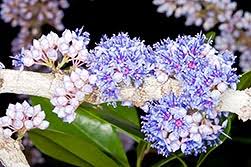 Image result for Memecylon myrianthum