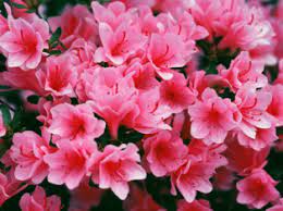 Poisonous plants to dogs what is toxic to dogs petmd? An Illustrated List Poisonous Plants Azalea Flower Plants
