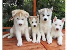 Find local siberian husky puppies for sale and dogs for adoption near you. Siberian Husky Puppies For Adoption Ras Al Khaimah Dubai Classifieds