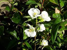 White flowering quince for sale. Chaenomeles Speciosa Navilis Flowering Quince Japonica Delv From Mid Sept 2021 Brenlissa Online Nursery