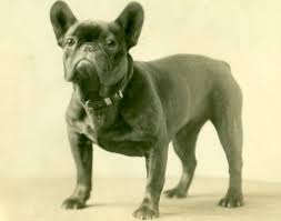 Teacup french bulldog's behavior much depends on included breed combination. From Brothels To Royals The Complicated Past Of The French Bulldog