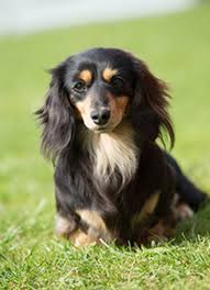 Generally, a healthy breed of dachshund has an average lifespan of 12 to 15 years. Dachshund Min Long Haired Breeds A Z The Kennel Club