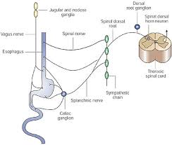 Free online diagram editor free editor to create online diagrams. Figure 1 Esophageal Sensory Physiology Gi Motility Online