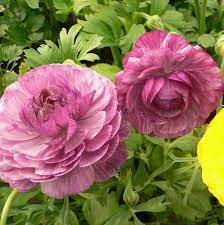 Ranuncoli Rosa Ranunculus Flowers Flowers Herbaceous Perennials