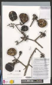 Image result for Dictyophleba