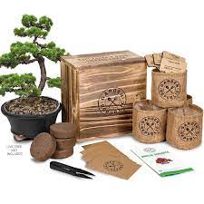 10 Christmas Gifts For A Teacher Tree Seeds Seed Starter Kit Bonsai Plants