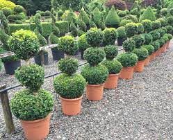 We did not find results for: Topiary Duos Trios Quads Tiered Forms Crown Topiary Topiary Trees Uk London