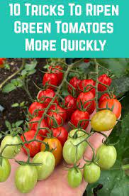 10 Tricks To Ripen Green Tomatoes More Quickly Ripen Green Tomatoes Tomato Green Tomatoes
