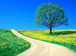 Check spelling or type a new query. Comments On Flower Spring Road Flowers Wallpaper Id 47811 Desktop Nexus Nature