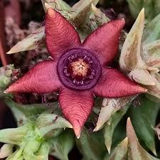 Image result for Orbea semota