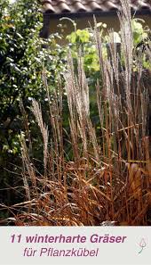 Ziergraser Im Kubel Halten Balkon Pflanzen Vorgarten Ideen Stauden